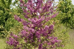12-IMG_3739