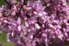 13-IMG_3743bis