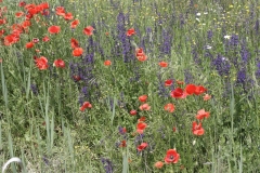 14-IMG_3775bis