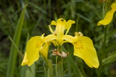 Iris pseudacorus bis