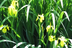 Iris pseudacorus