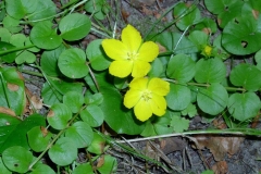 Lysimachia nummularia
