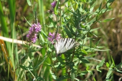 Lythrum salicaria