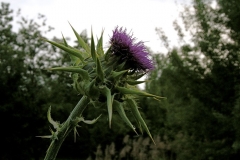 Silybum marianum