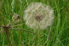 Tragopogon pratensis_Barba di becco