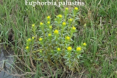 euphorbia