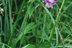scutellaria_hastifolia
