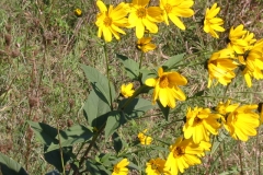 topinambour