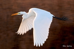 airone bianco maggiore - Egretta alba