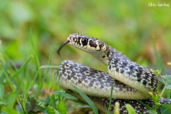 biacco - Hierophis viridiflavus