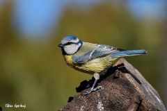 cinciarella - Parus caeruleus