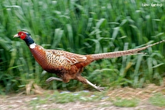 fagiano - Phasianus colchicus