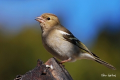 fringuello - fringilla coelebs
