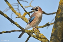 ghiandaia - Garrulus glandarius