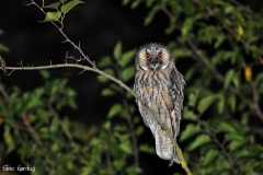 gufo comune - Asio otus
