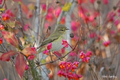 luç piccolo - Phylloscopus collybita