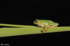raganella - Hyla arborea