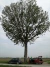 Scopri di più sull'articolo ABBATTIMENTO ALBERATURE STRADALI